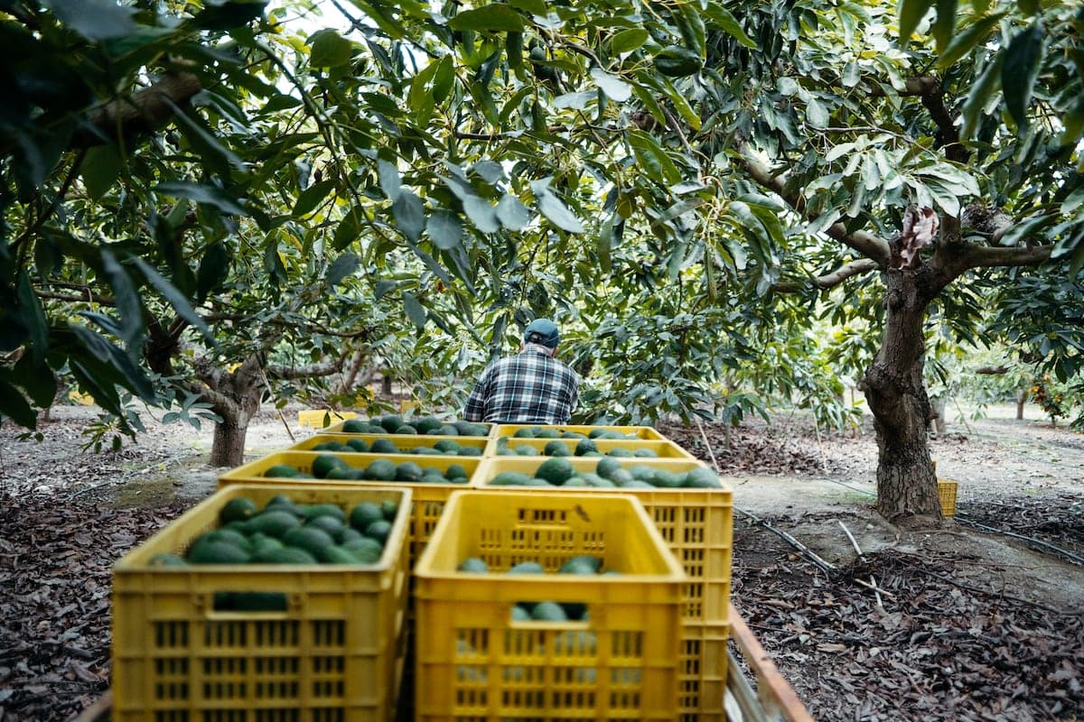 Agricultural packaging and supply chain