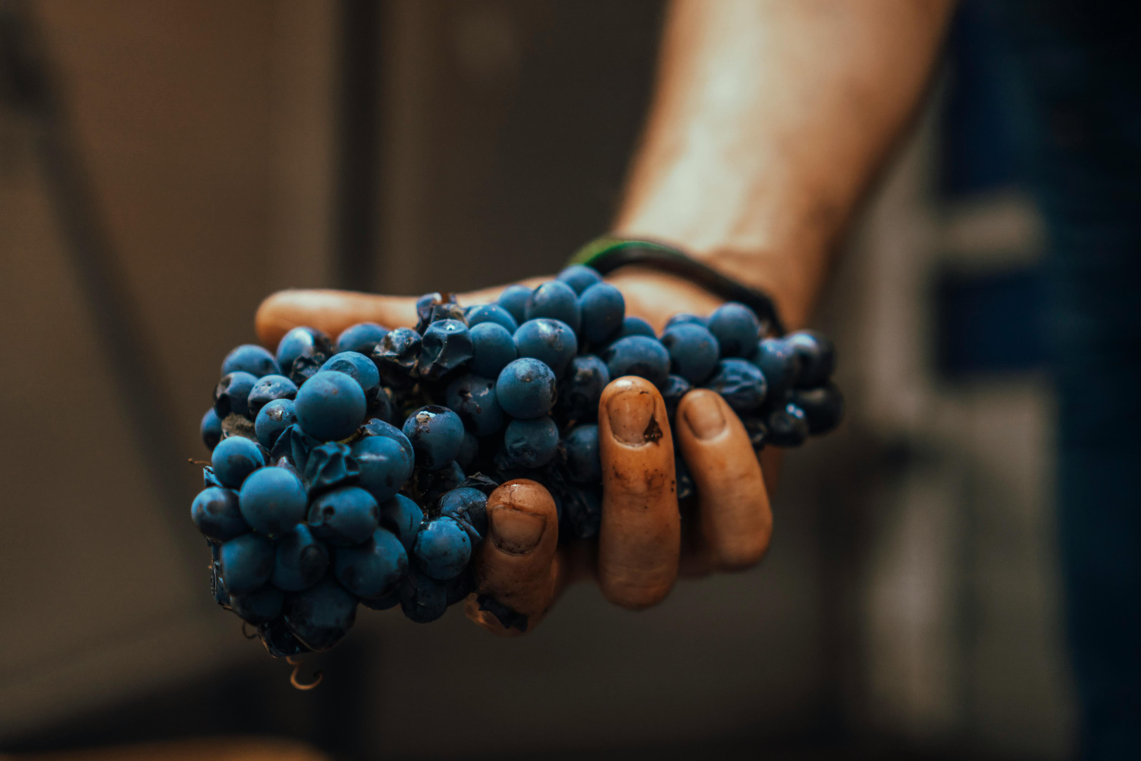 Hands at work in agricultural production