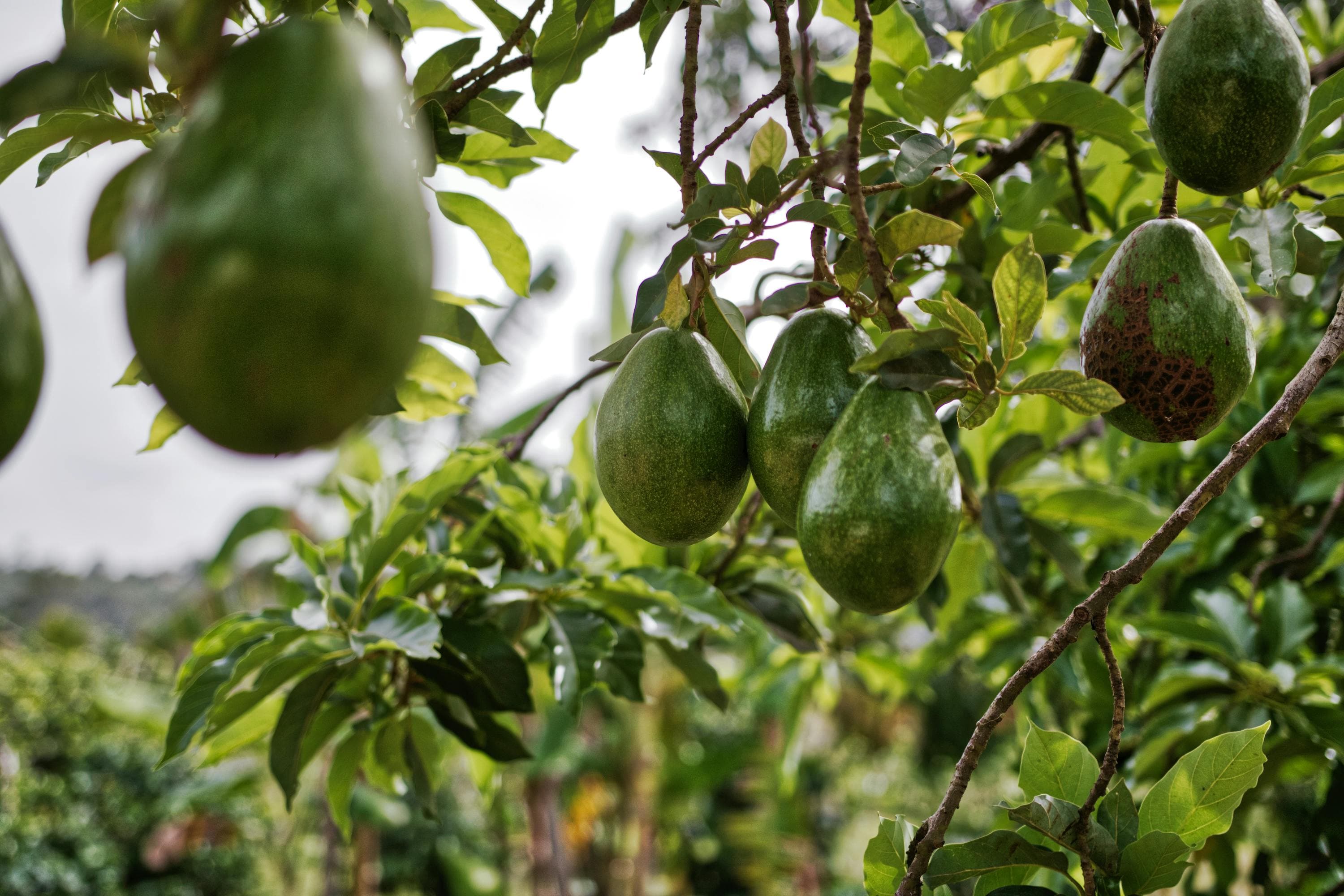 Avocado production in Peru