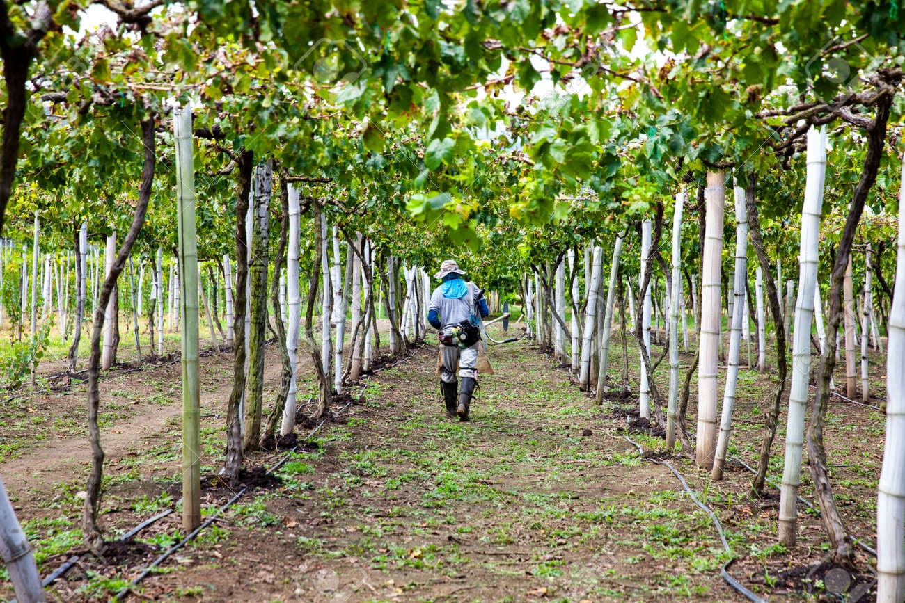 Field worker in a Peruvian agricultural plot