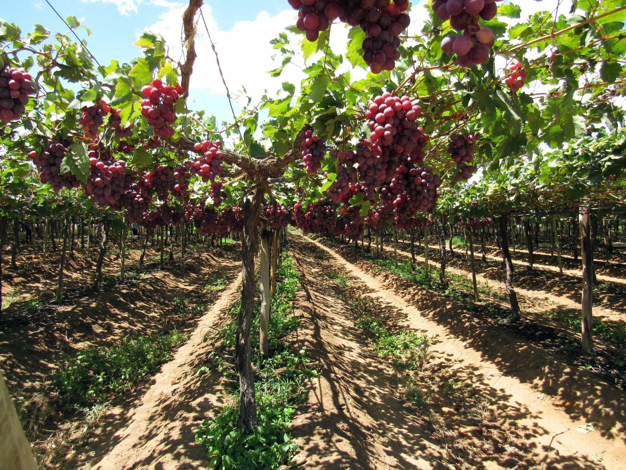 Table grapes in a Peruvian vineyard